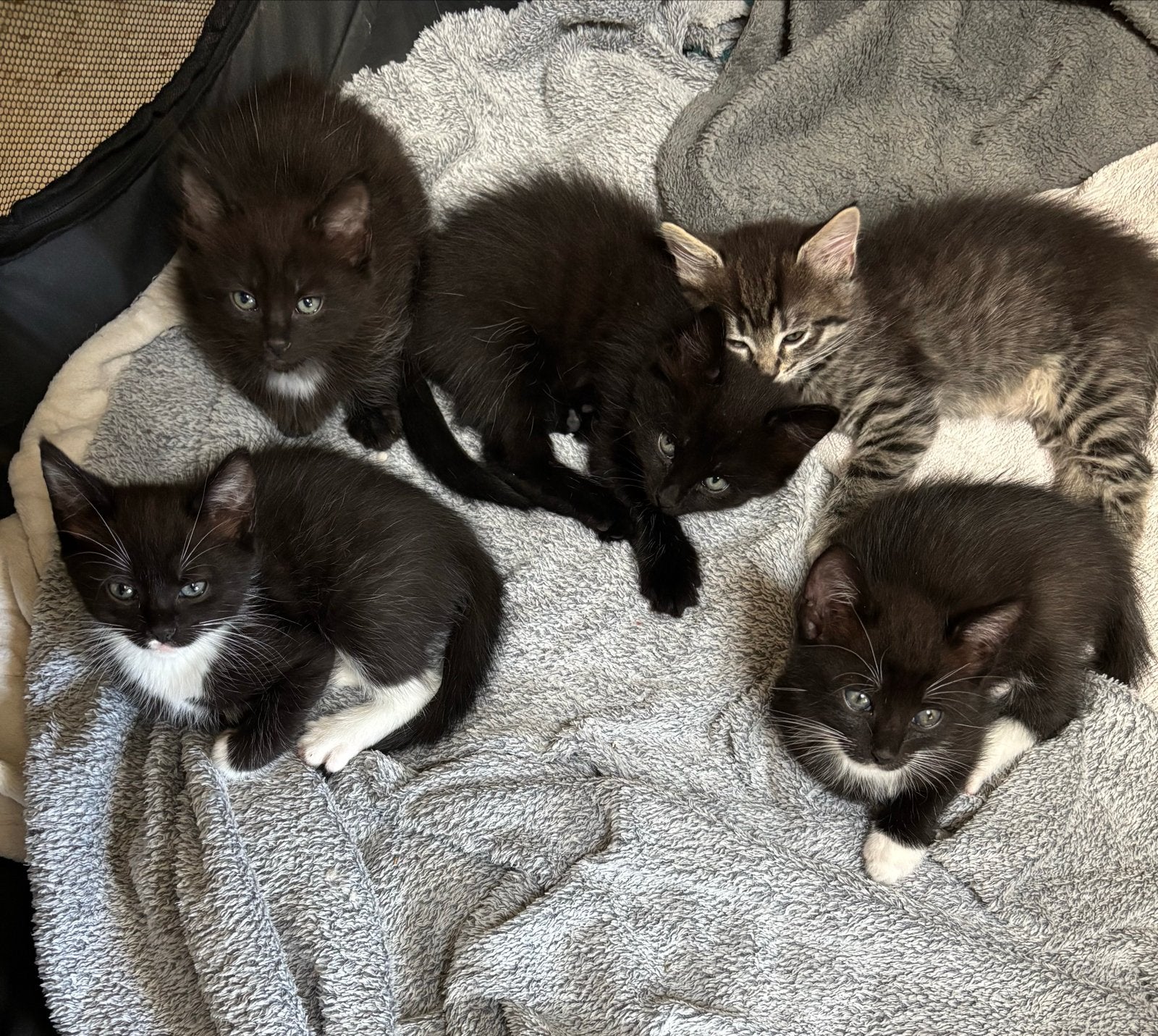 Super lieve gesocialiseerde 50% ragdoll kittens, Dieren en Toebehoren, Meerdere dieren