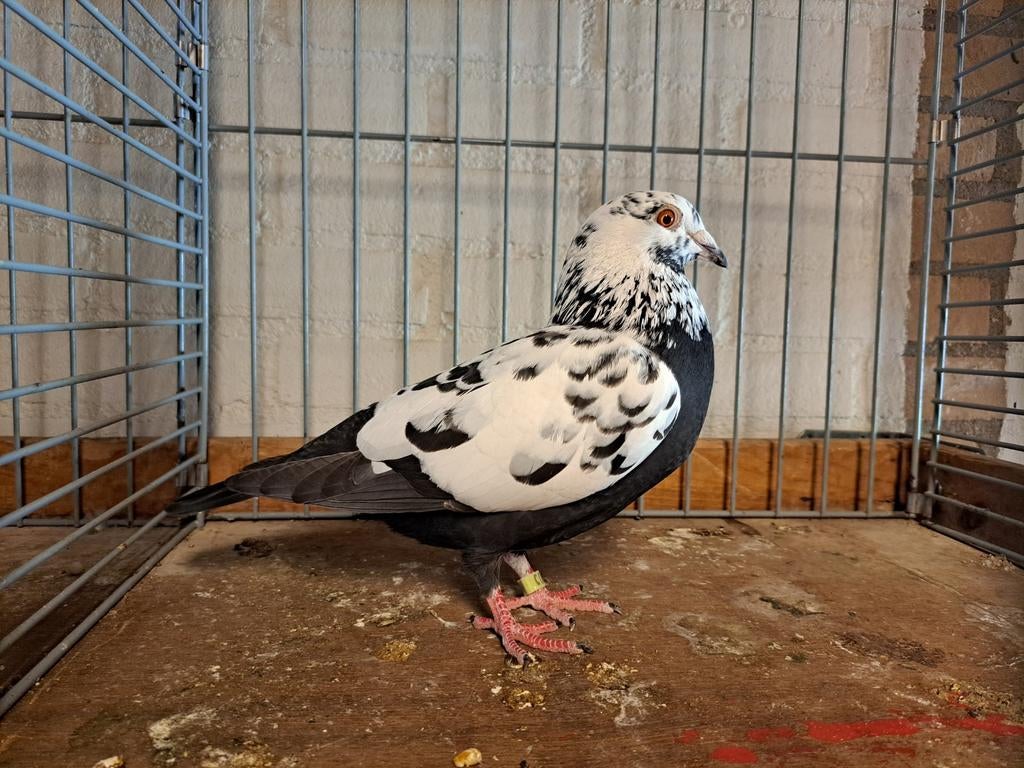 Getijgerde kleurpostduif duivin 2025, Dieren en Toebehoren, Vogels | Duiven, Vrouwelijk