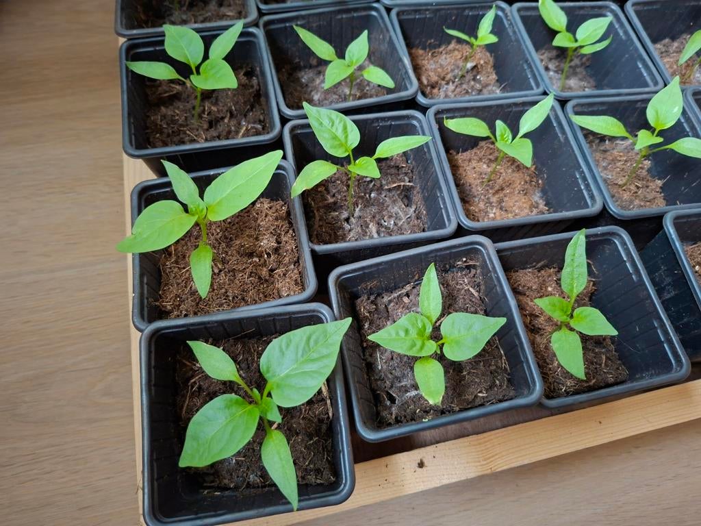 Rode Paprika Plantjes groenteplantjes, Tuin en Terras, Planten | Tuinplanten, Ophalen, Volle zon
