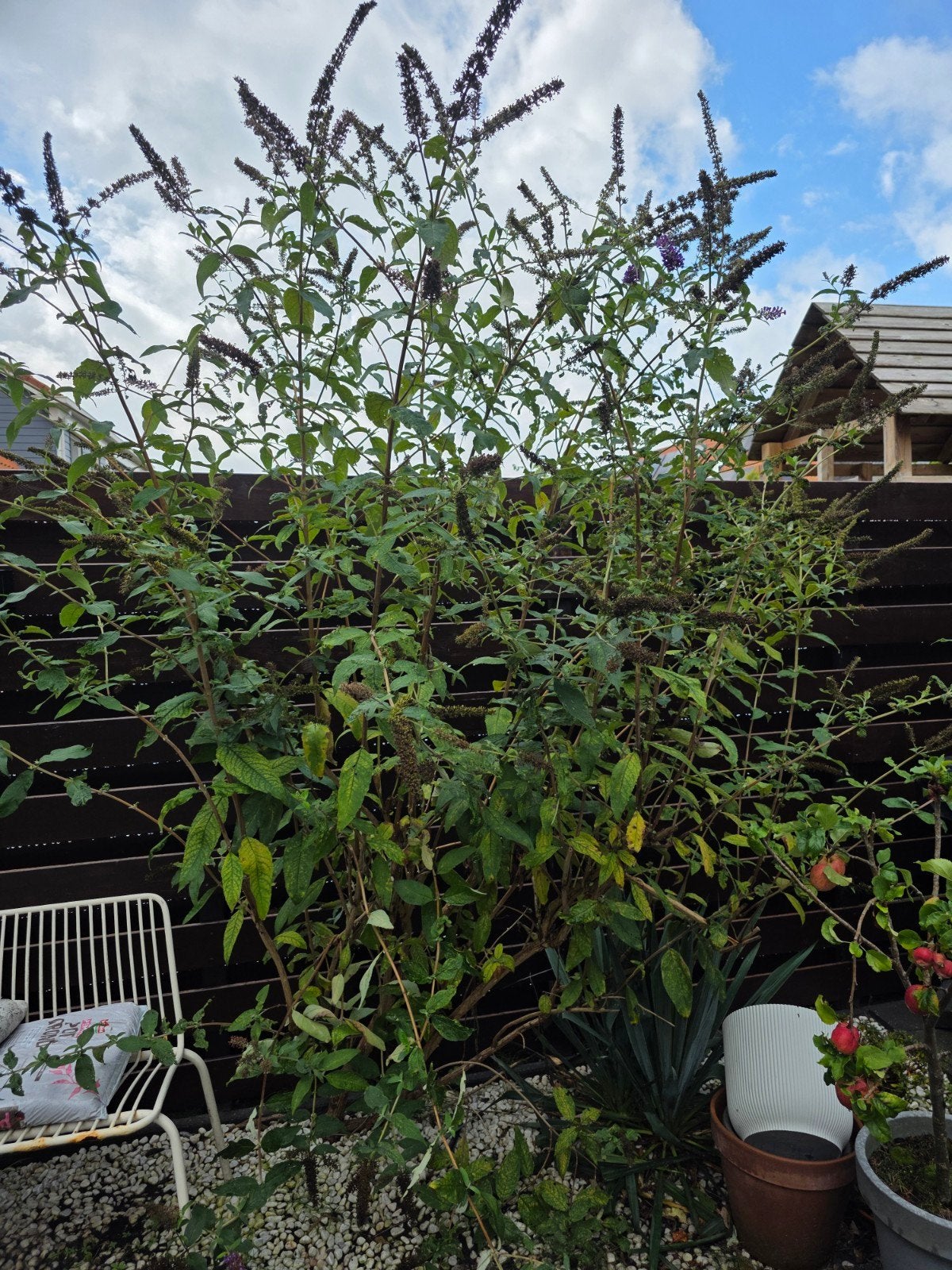 Grote Vlinderstruik GRATIS op te halen, Tuin en Terras, Overige soorten, 100 tot 250 cm, Zomer, Ophalen