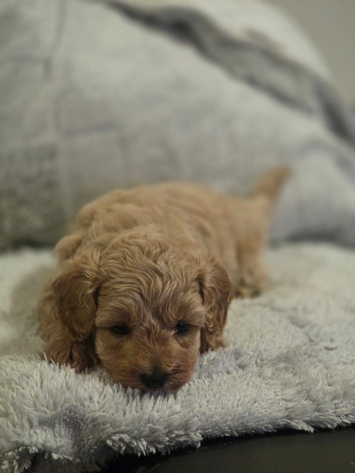 maltipoo pups, Dieren en Toebehoren, Overige rassen, 8 tot 15 weken, Meerdere, Meerdere dieren