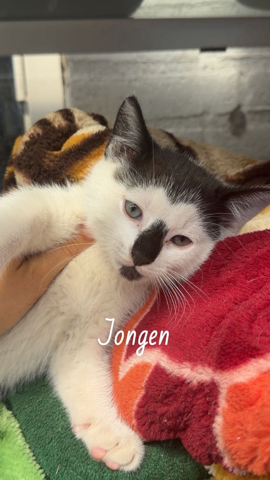 Kittens, Dieren en Toebehoren, Katten en Kittens | Overige Katten