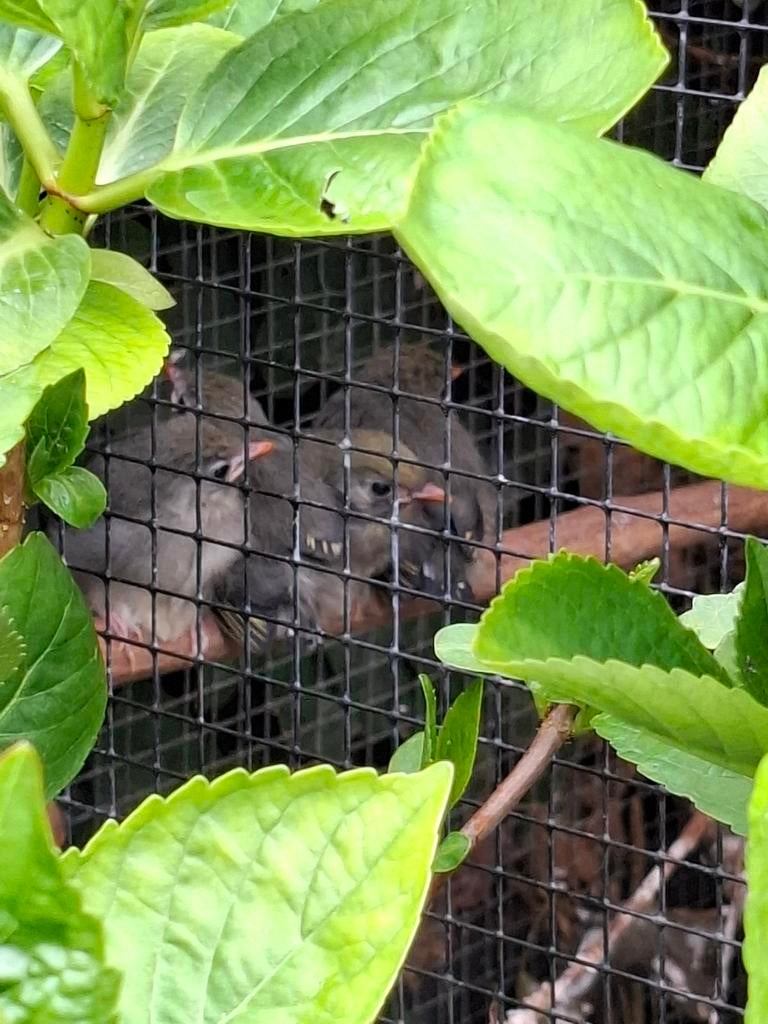 Japanse nachtegaal, Meerdere dieren, Tropenvogel, Geringd