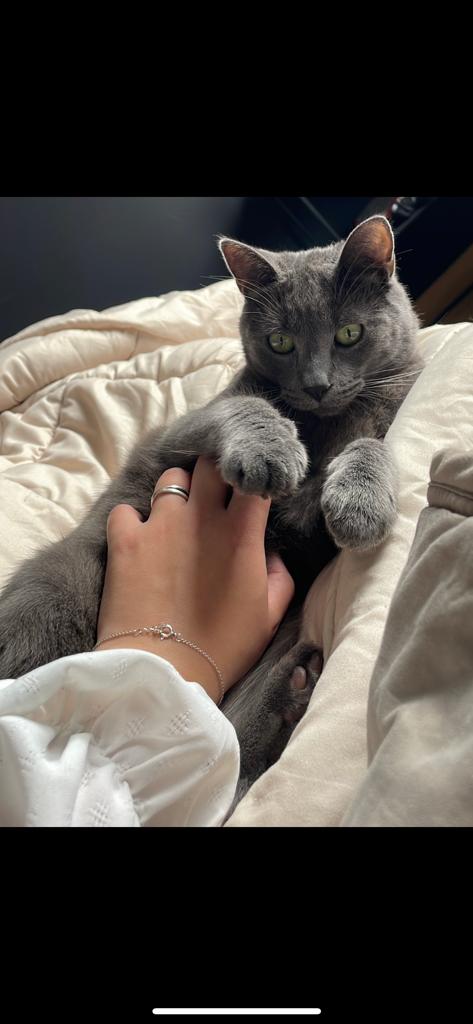Lieve kater zoekt fijn thuis ️, Kater