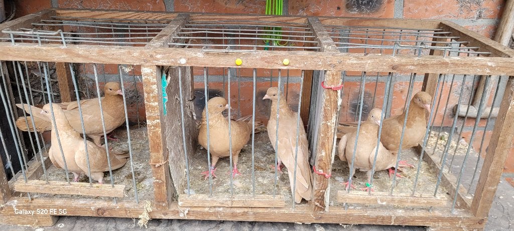 Belgische tuimelaars, Dieren en Toebehoren, Meerdere dieren, Tuimelaar of Roller
