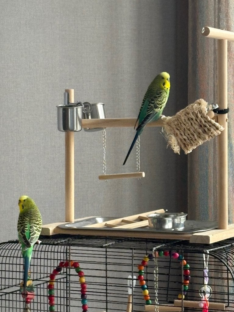 Parkietjes, Geslacht onbekend, Parkiet, Geringd
