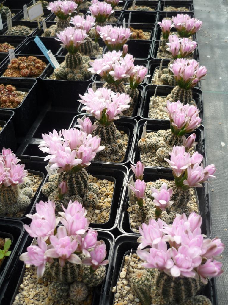 cactus - Gymnocalycium bruchii var. niveum, Huis en Inrichting, Kamerplanten, Verzenden, Cactus, Volle zon, Minder dan 100 cm