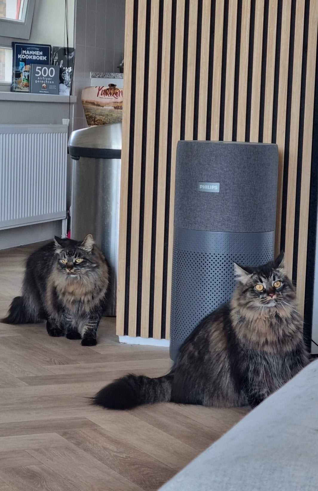 Twee siberische boskatten zoeken een familie, Meerdere dieren, Gechipt, 3 tot 5 jaar