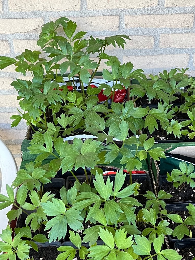 Vaste planten, Ophalen, Overige soorten, Volle zon