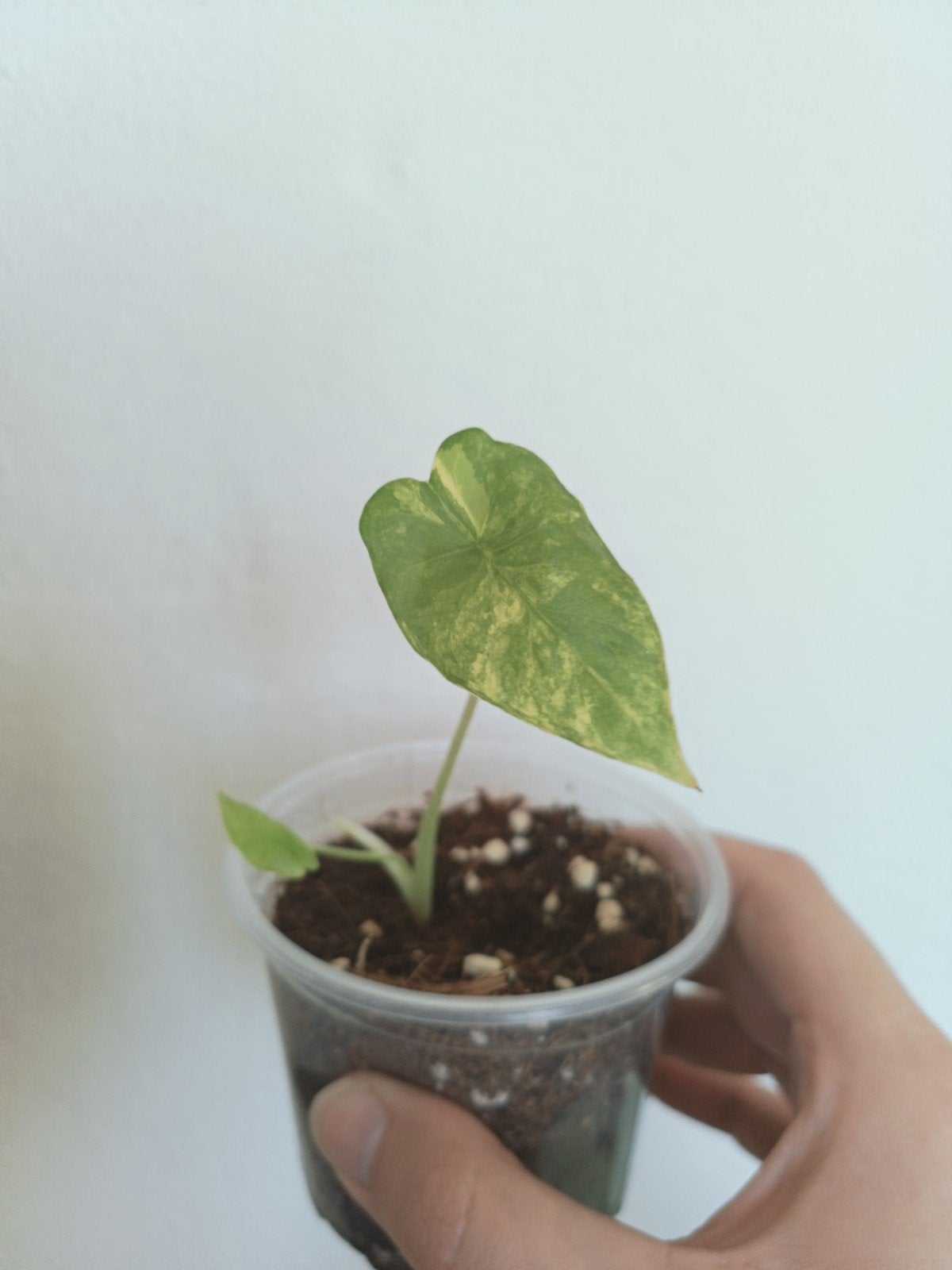 Alocasia gaugena aurea, Overige soorten, In pot, Minder dan 100 cm, Groene kamerplant