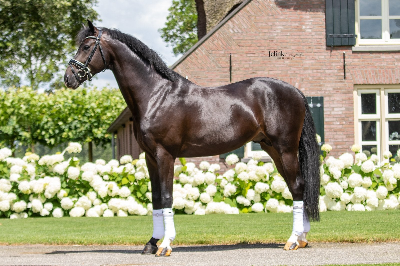 Bloedmooi dressuurpaard, Dieren en Toebehoren, Met stamboom, M, Dressuurpaard, Hengst
