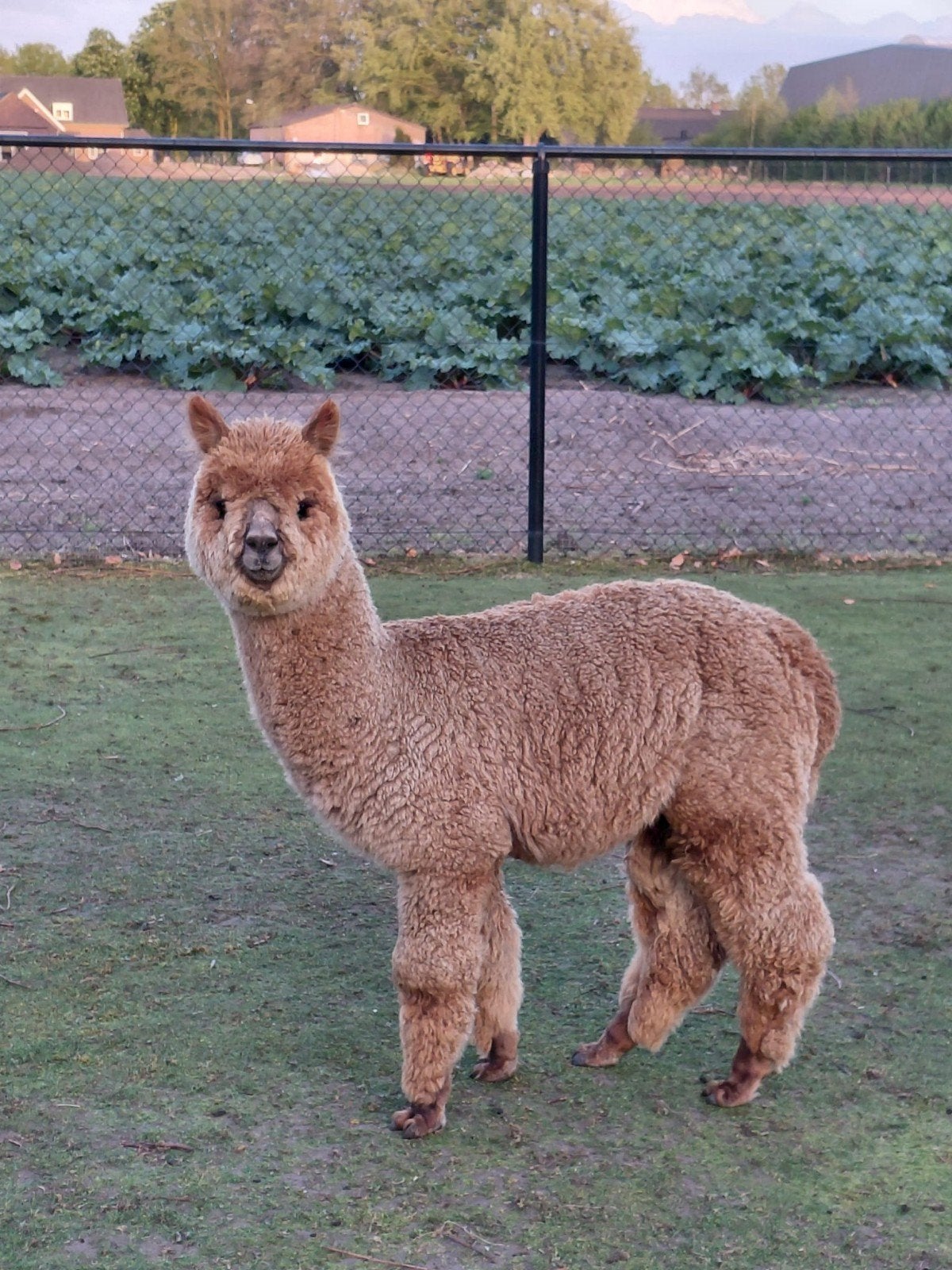 Alpaca hengst / ruin, Dieren en Toebehoren, Overige Dieren, Juni, Mannelijk