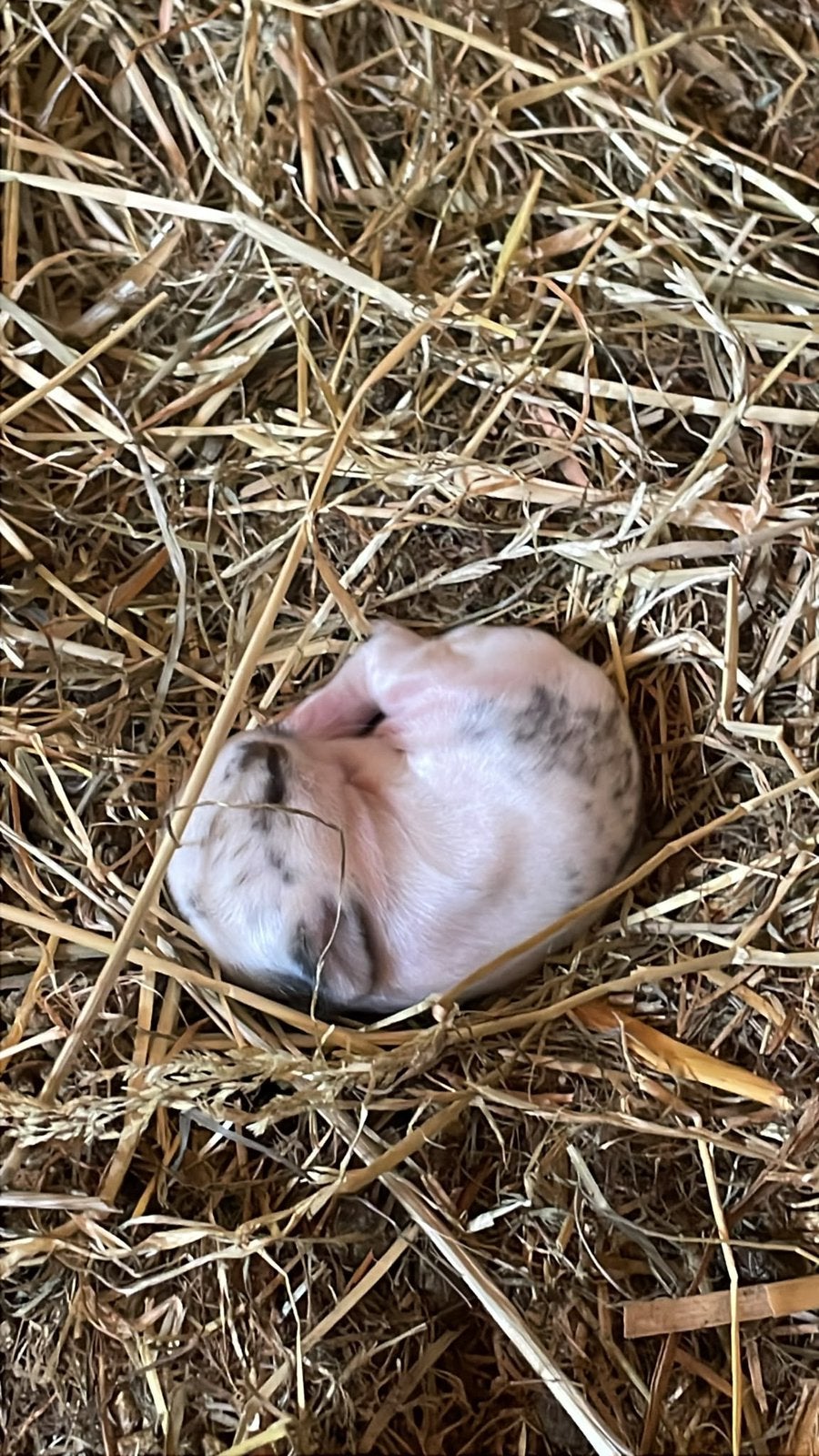 Gratis konijntjes, Dieren en Toebehoren, Konijnen
