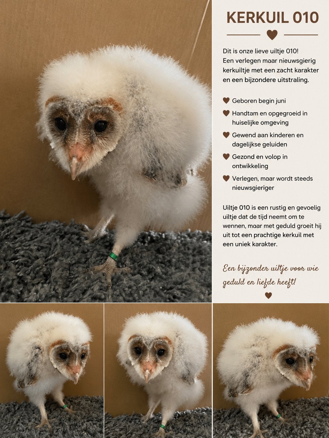 Baby kerkuil 010, Geslacht onbekend, Roofvogel, Geringd
