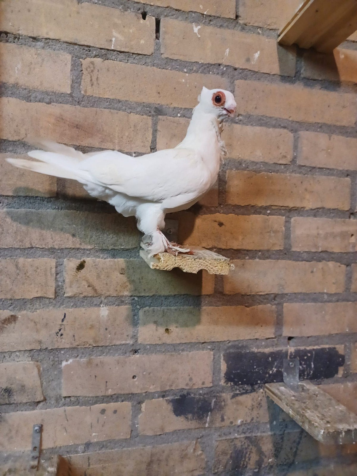 .duivin oosterse meeuw, Dieren en Toebehoren, Vrouwelijk, Kropper