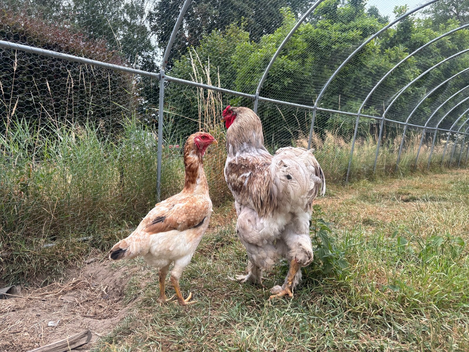 Te koop 1 grote Brahma haan en 2 indigo Giant, Meerdere dieren, Kip