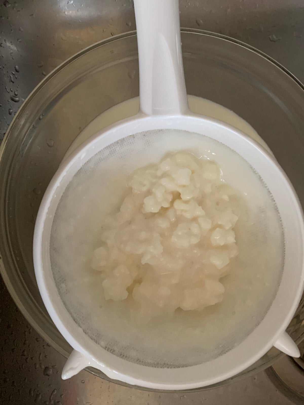 Melkkefir korrels voor probiotica drinkyogurt Gratis ophalen, Ophalen