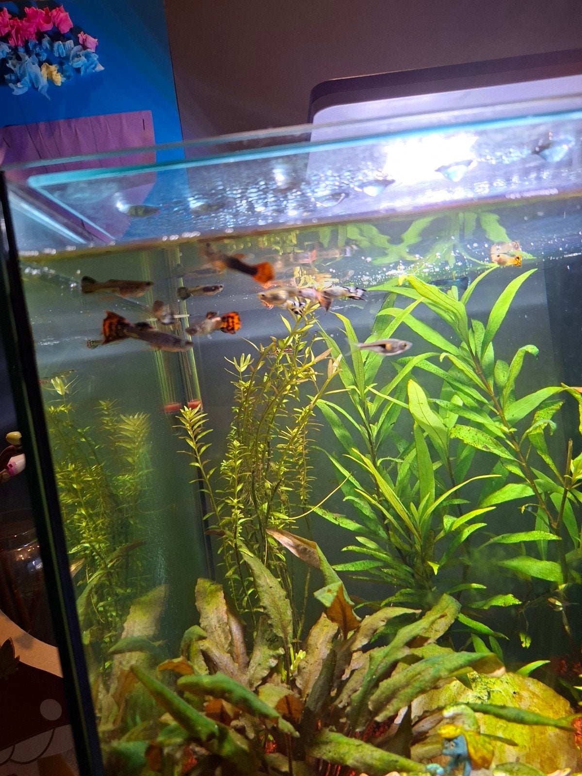 guppys, Dieren en Toebehoren, Ophalen