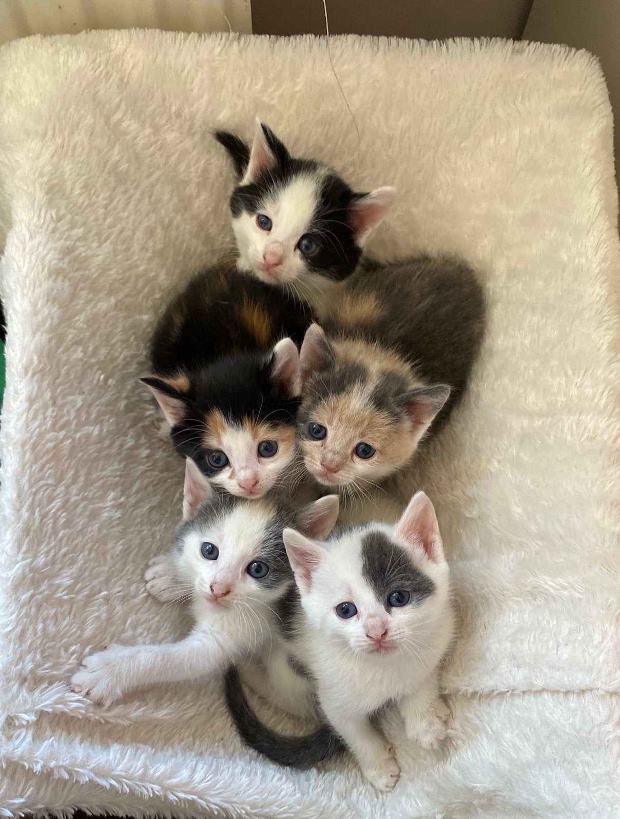 6 Superlieve, speelse & Mooie lapjes kittens️️ (9 weekjes), Meerdere dieren, 0 tot 2 jaar