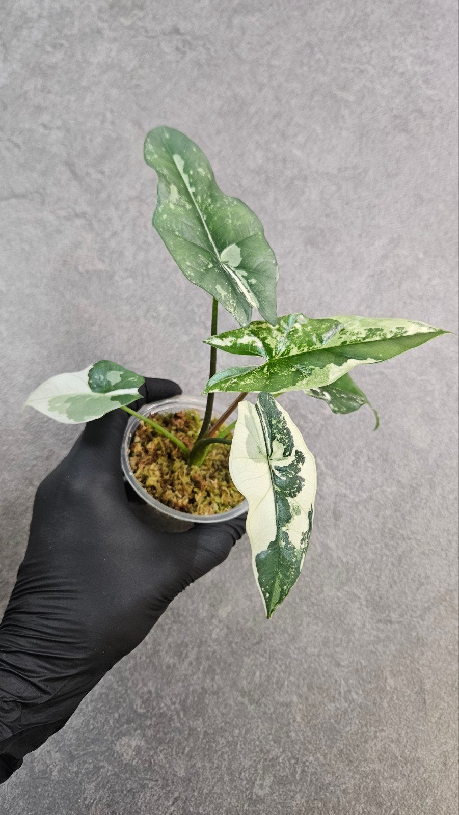 Alocasia 'Simpo' Albo Variegata, Ophalen of Verzenden, Halfschaduw, Minder dan 100 cm