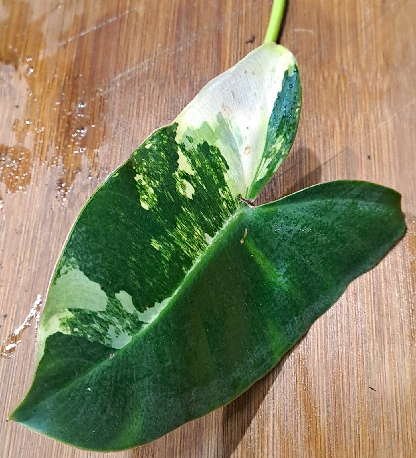 Philodendron Burle Marx Variegata, Huis en Inrichting, Kamerplanten, Ophalen of Verzenden, Halfschaduw, Minder dan 100 cm