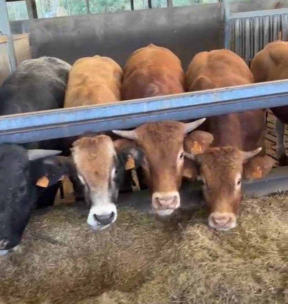 9 weide stieren, Dieren en Toebehoren, Vrouwelijk, 0 tot 2 jaar
