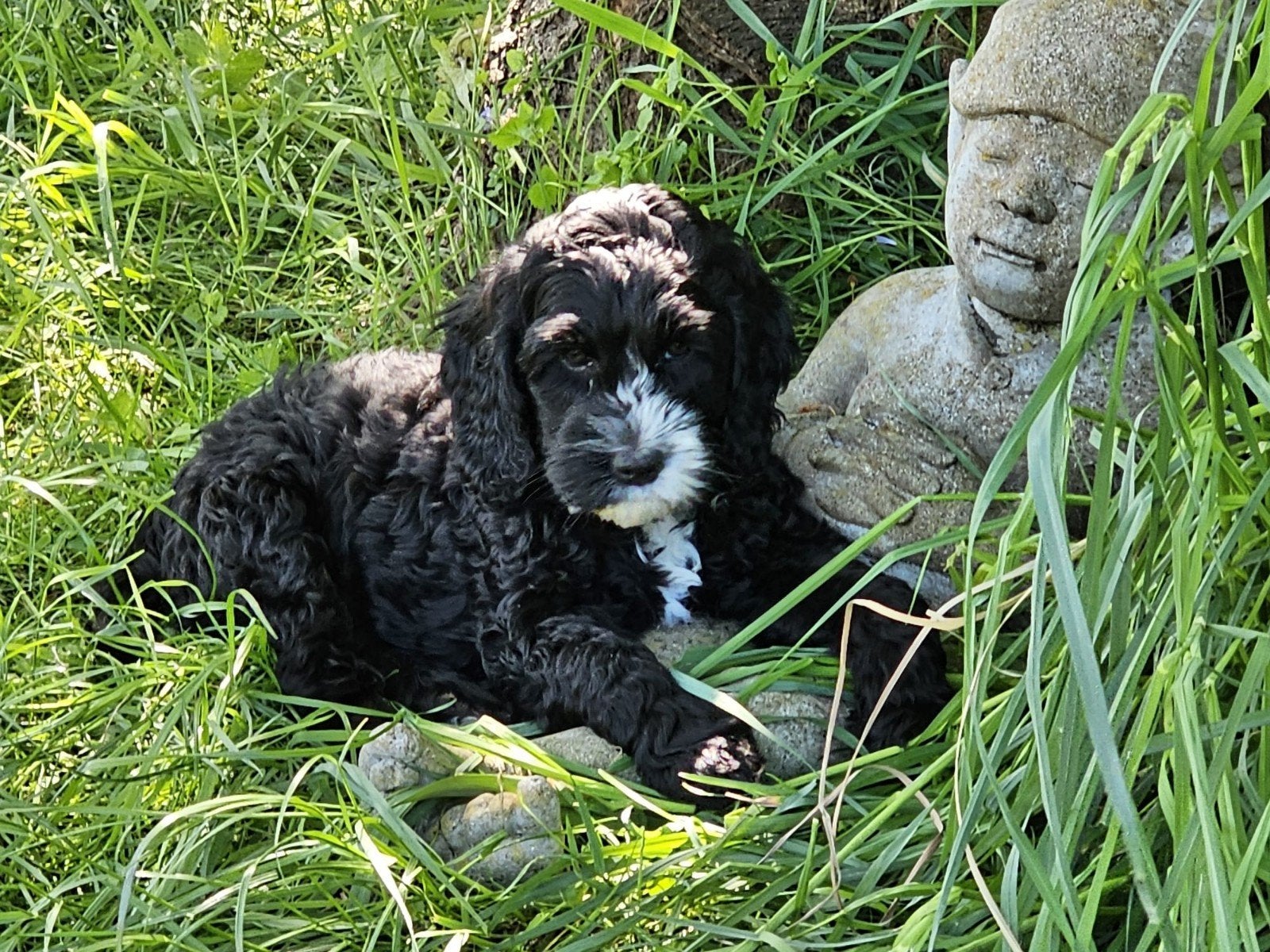 Superlieve Australian Labradoodle puppy's met stamboom, Nederland, Overige rassen, 8 tot 15 weken, Meerdere