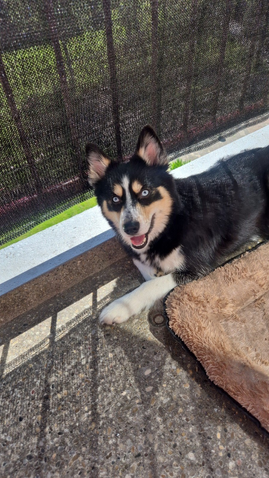 Lieve leuke pomsky, 1 tot 2 jaar, Parvo, Eén hond, Nederland