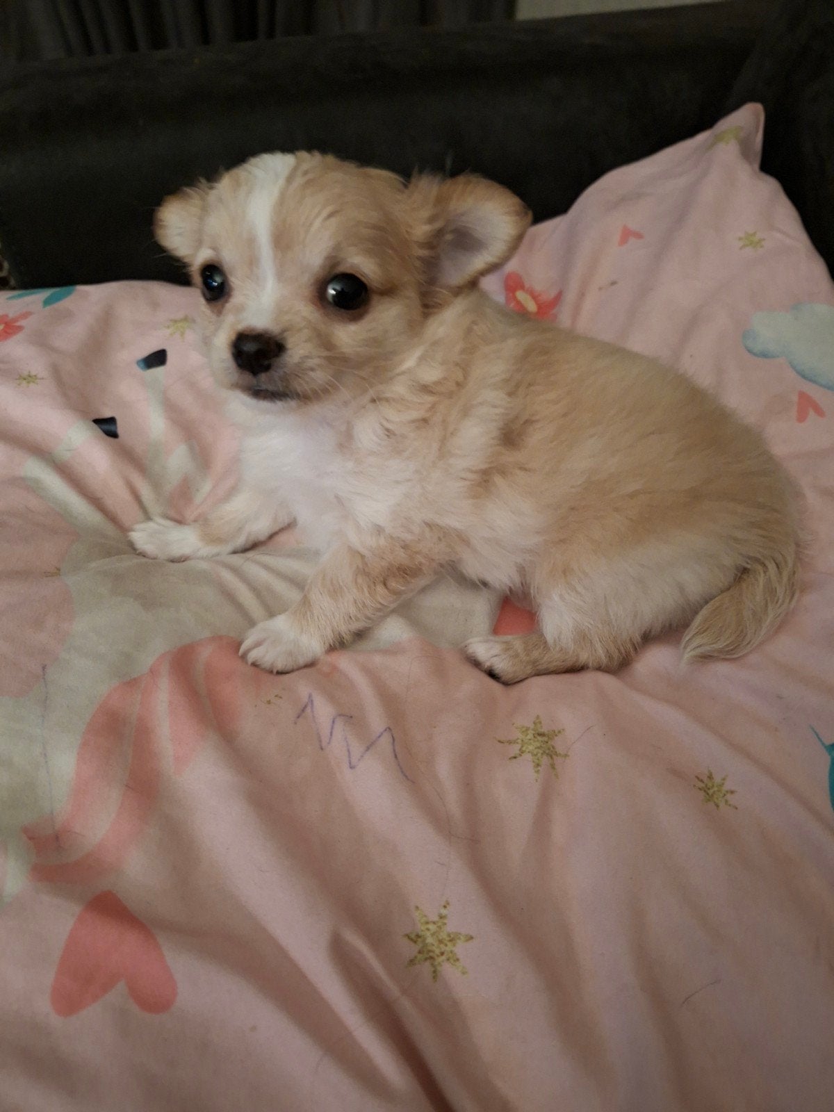 prachtige chihuahua zoekt een gouden mandje, Dieren en Toebehoren, Reu, 8 tot 15 weken, Eén hond, Chihuahua