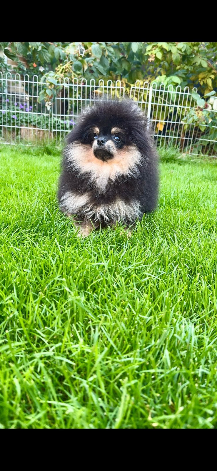 Pomeriaan reutje, Dieren en Toebehoren, Particulier, Keeshond, 15 weken tot 1 jaar, Reu