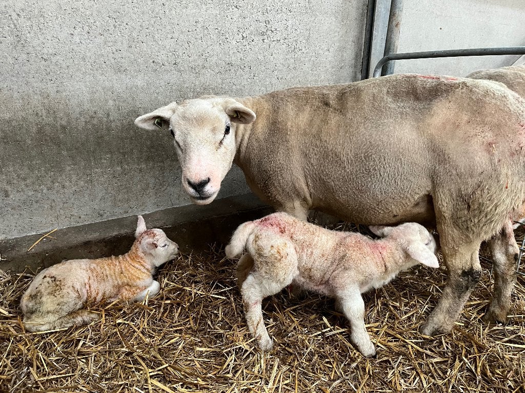 Gezocht: weiland of stukje grond voor 2-4 handtamme schapen, Dieren en Toebehoren, Stalling en Weidegang