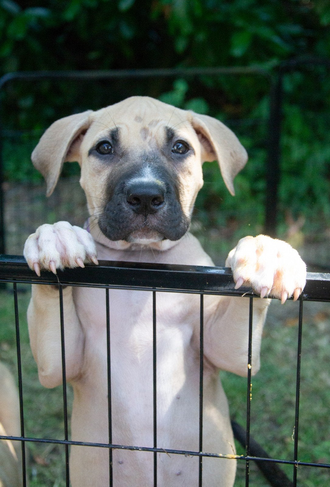 Uniek teefje beschikbaar Boerboel X Rhodesian Ridgeback, Dieren en Toebehoren, 8 tot 15 weken, Teef, Groot, Eén hond