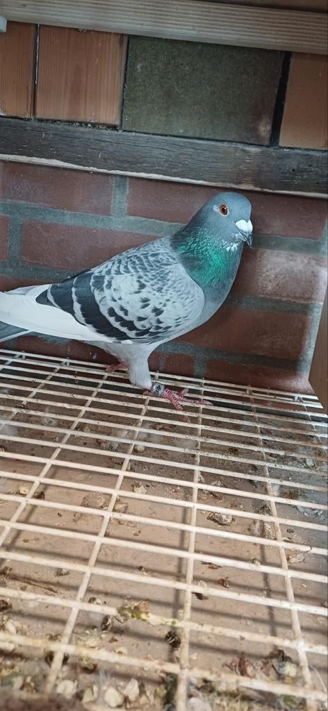 Postduiven  top doffer, Dieren en Toebehoren, Vogels | Duiven, Mannelijk, Postduif