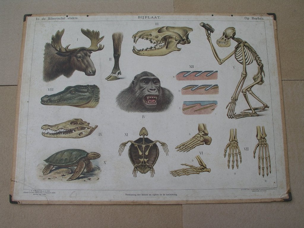 Schoolplaat / Bijplaat In de Siberische vlakte / Op Borneo, Antiek en Kunst, Ophalen, Natuur en Biologie