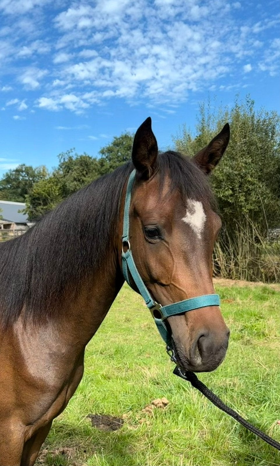 Jaarling merriepony te koop (maart 2025), Dieren en Toebehoren, Merrie, D pony (1.37m tot 1.48m), Ontwormd, 0 tot 2 jaar