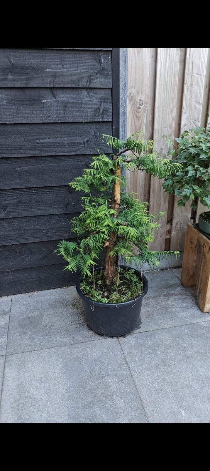 metasequoia bonsai start materiaal, Ophalen, Bloeit niet, Halfschaduw, Overige soorten