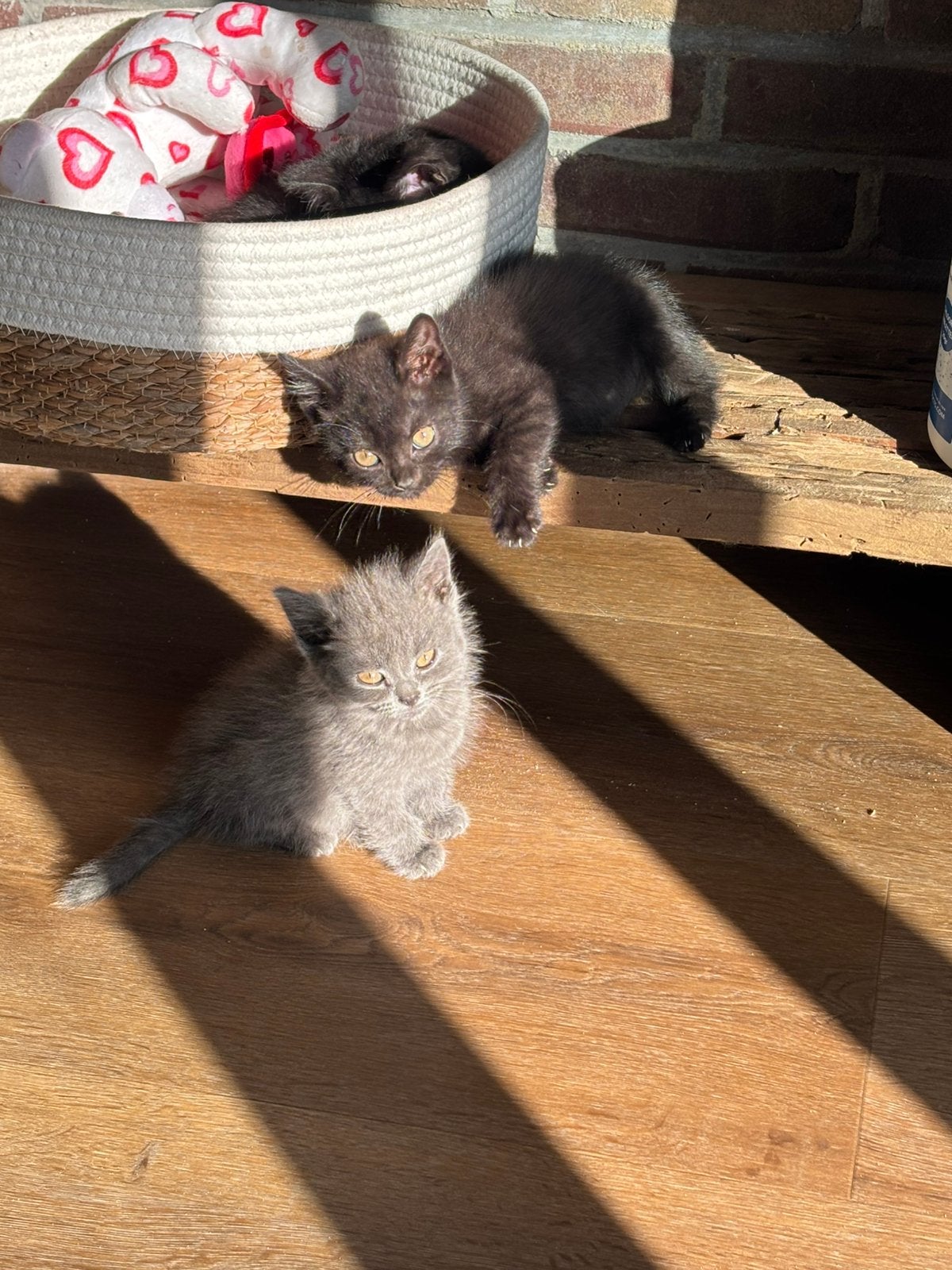 Britse korthaar kittens, Meerdere dieren, Kortharig, 0 tot 2 jaar