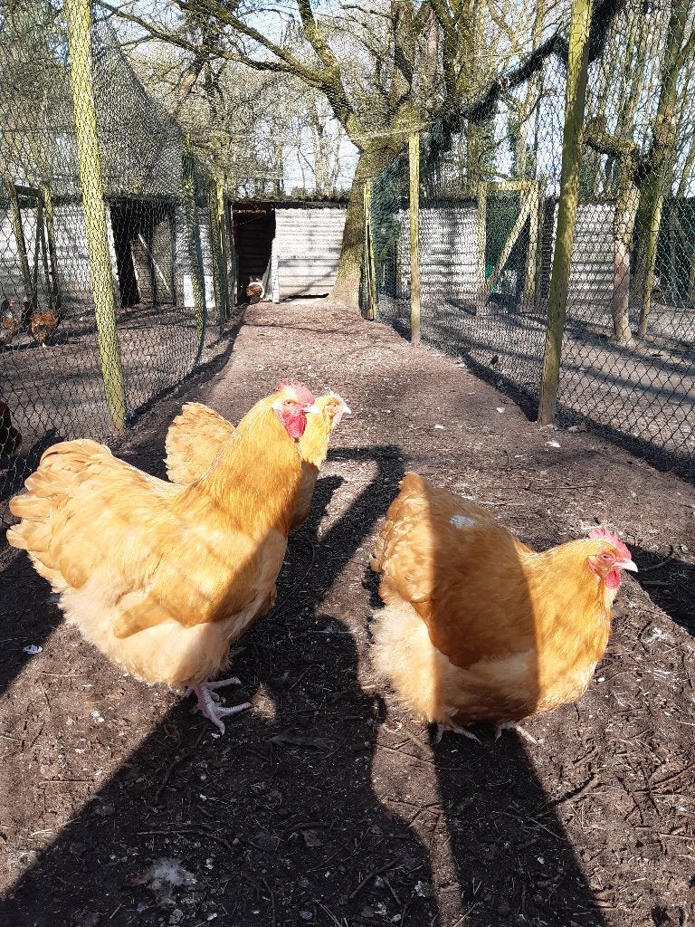 orpington buff groot, Meerdere dieren, Kip