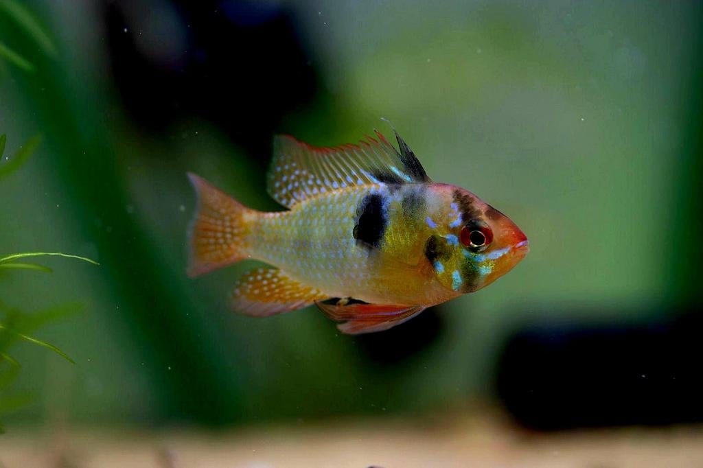 Antennebaarsje | Mikrogeophagus ramirezi, Dieren en Toebehoren, Vissen | Aquariumvissen, Vis, Zoetwatervis
