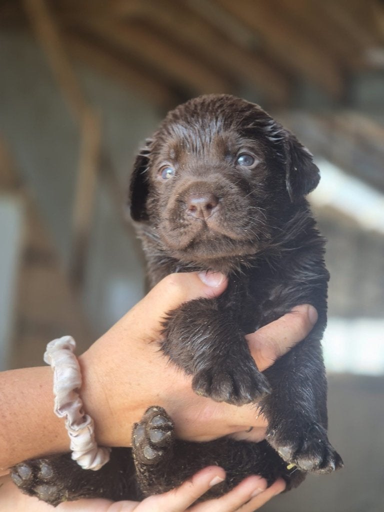 Labrador Puppy's te koop, Dieren en Toebehoren, Honden | Retrievers, Spaniëls en Waterhonden, 8 tot 15 weken, Labrador retriever