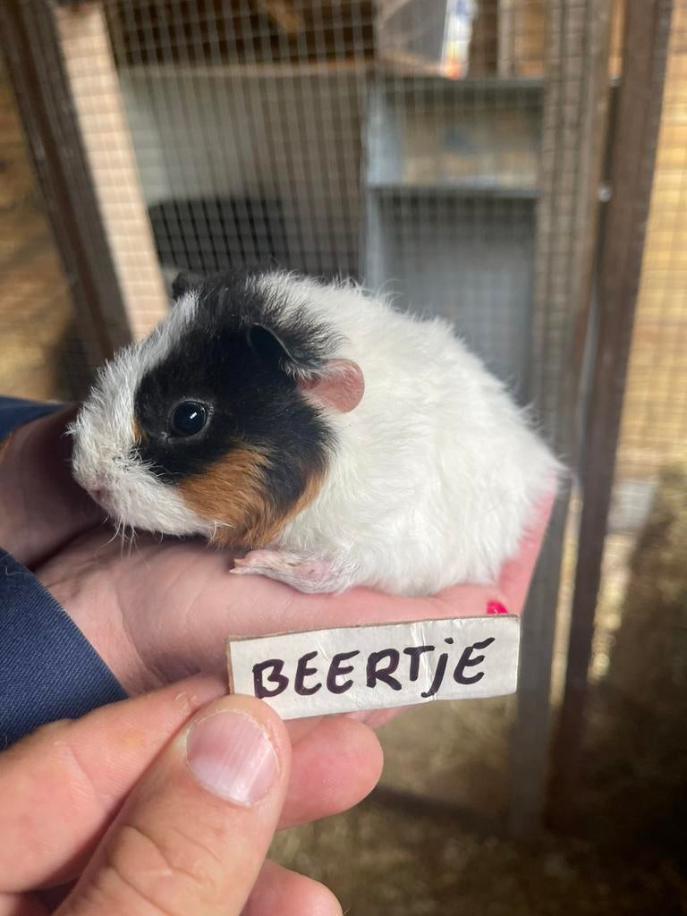 Twee jonge cavia beertjes, mannetjes. Gratis., Cavia, April, Mannelijk, Tam
