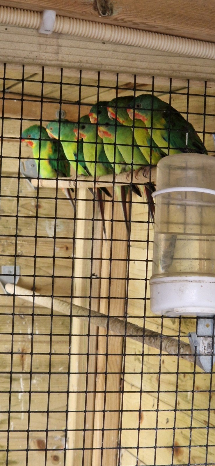 Gezocht,mutatie swiftparkieten, Dieren en Toebehoren, Vrouwelijk, Tropenvogel, Geringd