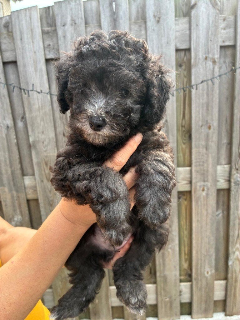 Prachtige dwerg/toy poedel puppy's, Poedel, Parvo, 8 tot 15 weken, Meerdere