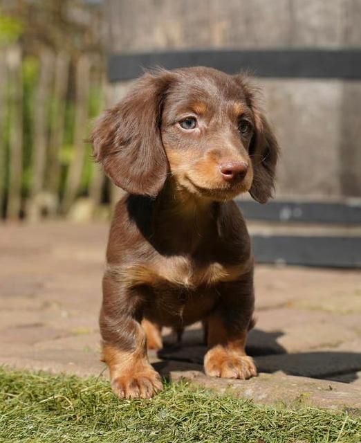 Langharige Dwergteckel pups | Reutjes | Teckel, Dieren en Toebehoren, Honden | Teckels en Dashonden, Parvo, Nederland, 8 tot 15 weken