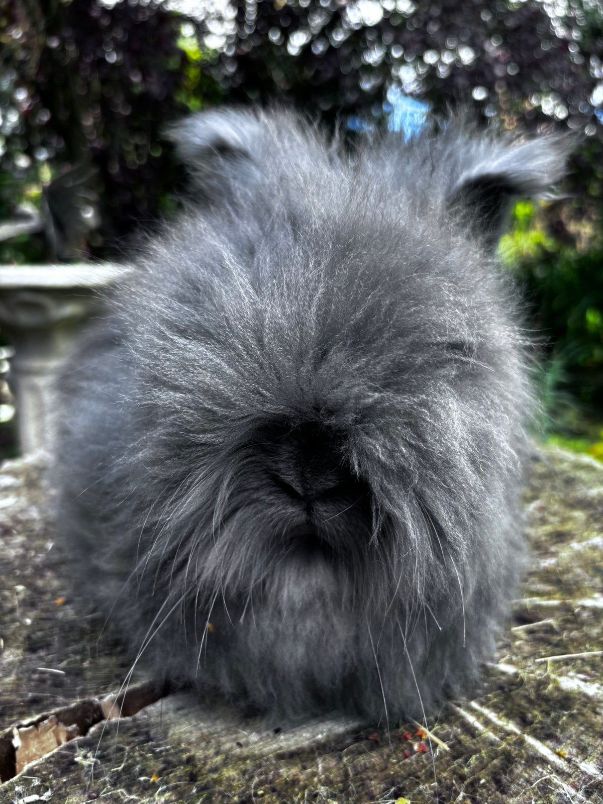 Raszuivere Engelse Angora Blauw Marter, Mannelijk, Dwerg