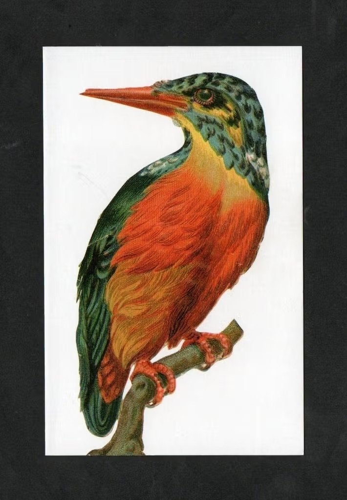 IJsvogel Alcedo Athhis IJsvogel op Tak., Ophalen of Verzenden, 1980 tot heden, Ongelopen, Vogel