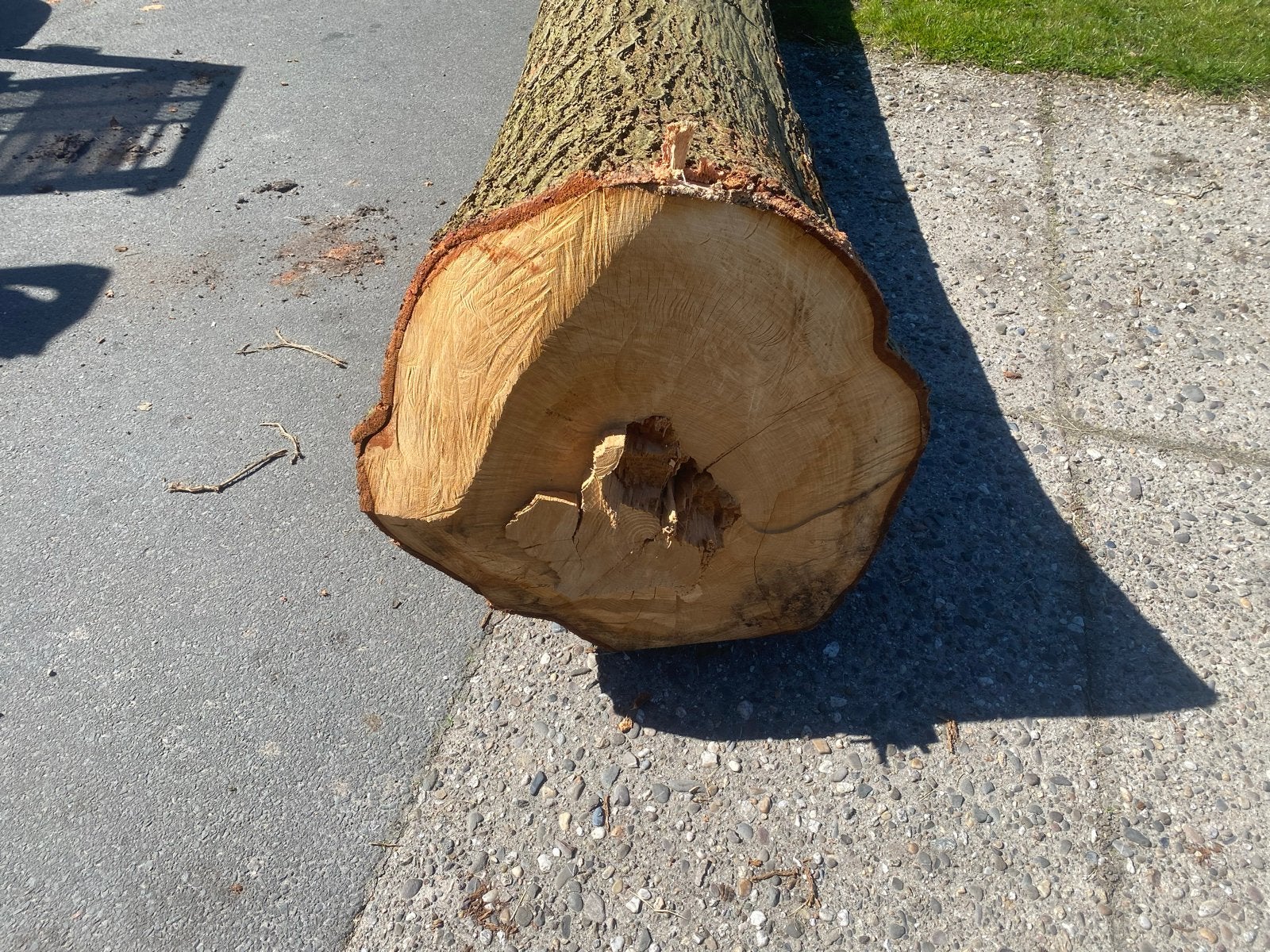 Grote boomstam - Ideaal voor houtbewerking, Volle zon, Bloeit niet, 400 cm of meer, Overige soorten