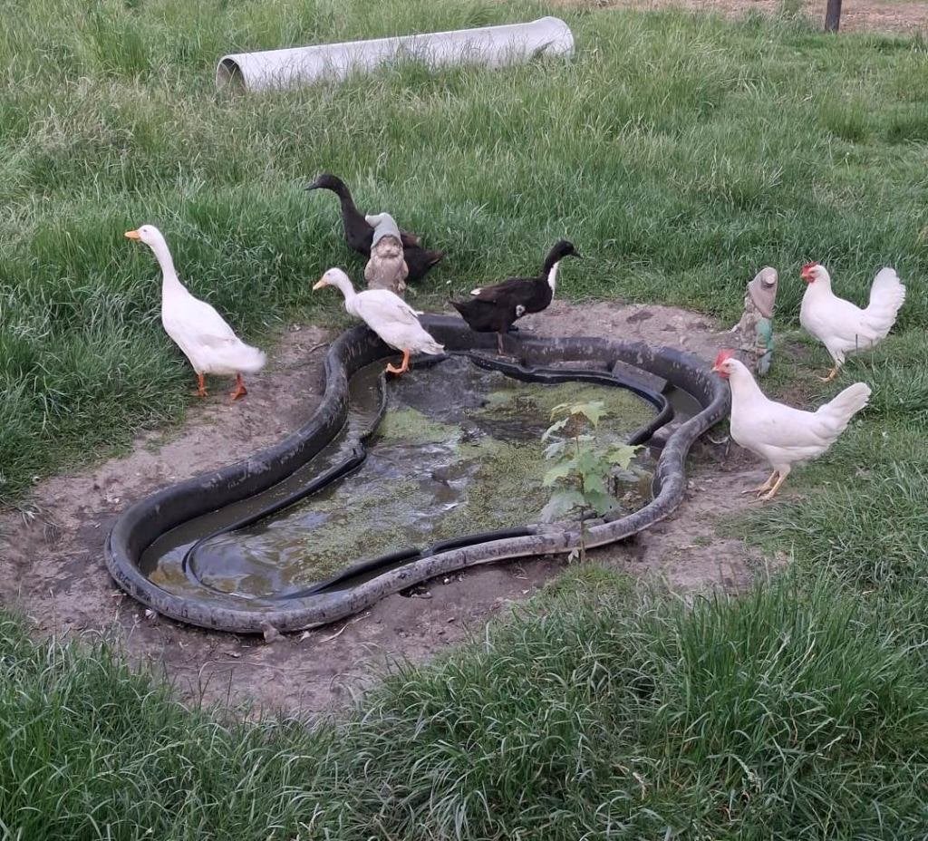 Loopeenden, Dieren en Toebehoren, Meerdere dieren, Eend