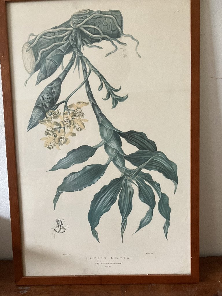 vintage botanische  plaat, Ophalen