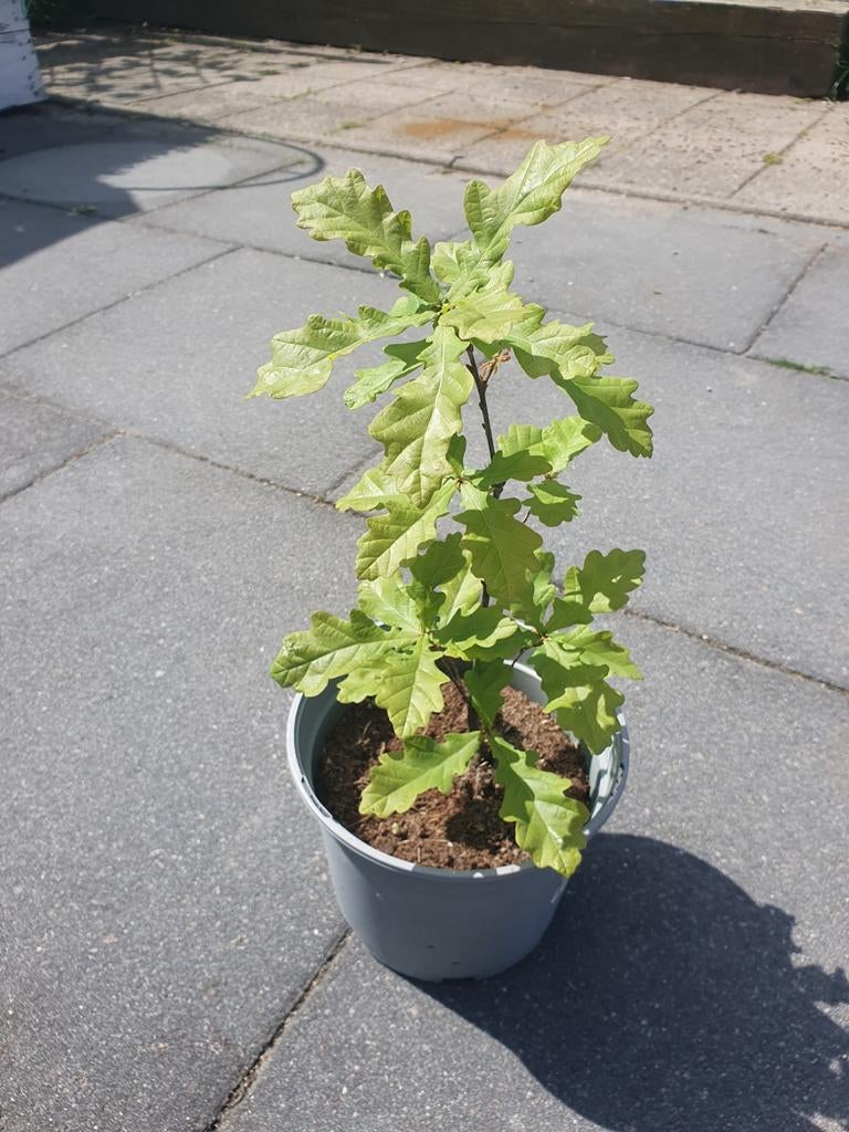 Zomereik (Quercus robur) - 32 cm in pot, Tuin en Terras, Lente, Minder dan 100 cm, Volle zon, In pot
